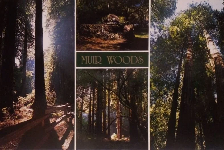 Muir Woods Multi-View