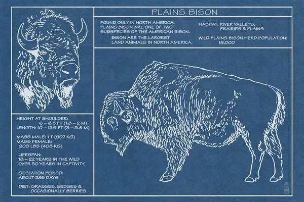 Technical Blueprint of a Plains Bison