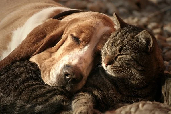 Cat & Dog Sleeping Together