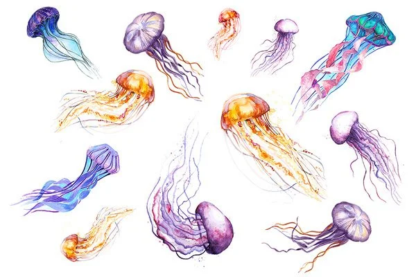 Pretty Jellyfishes!