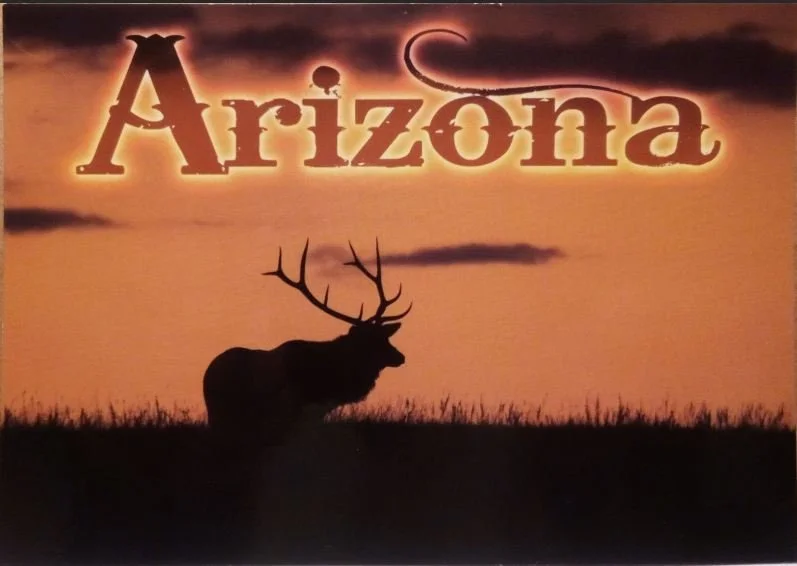 Elk in Arizona