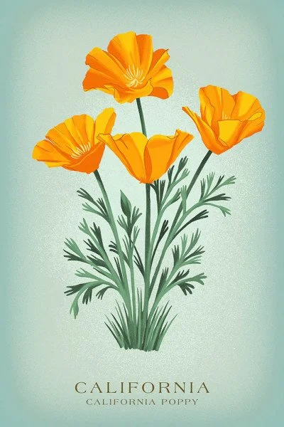 California Poppy
