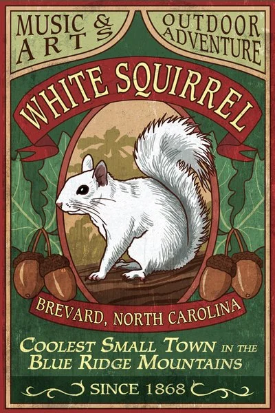 Brevard, North Carolina - White Squirrel