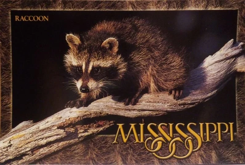 Raccoon in Mississippi
