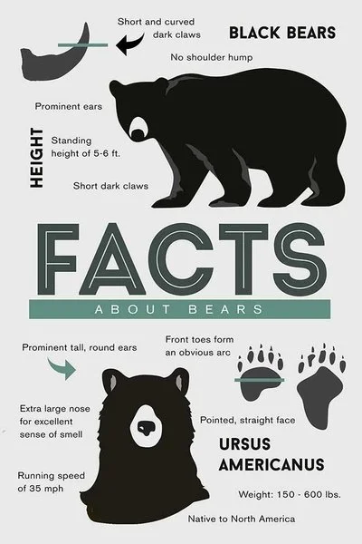 Facts About Bears
