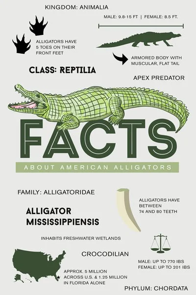 Facts About American Alligator