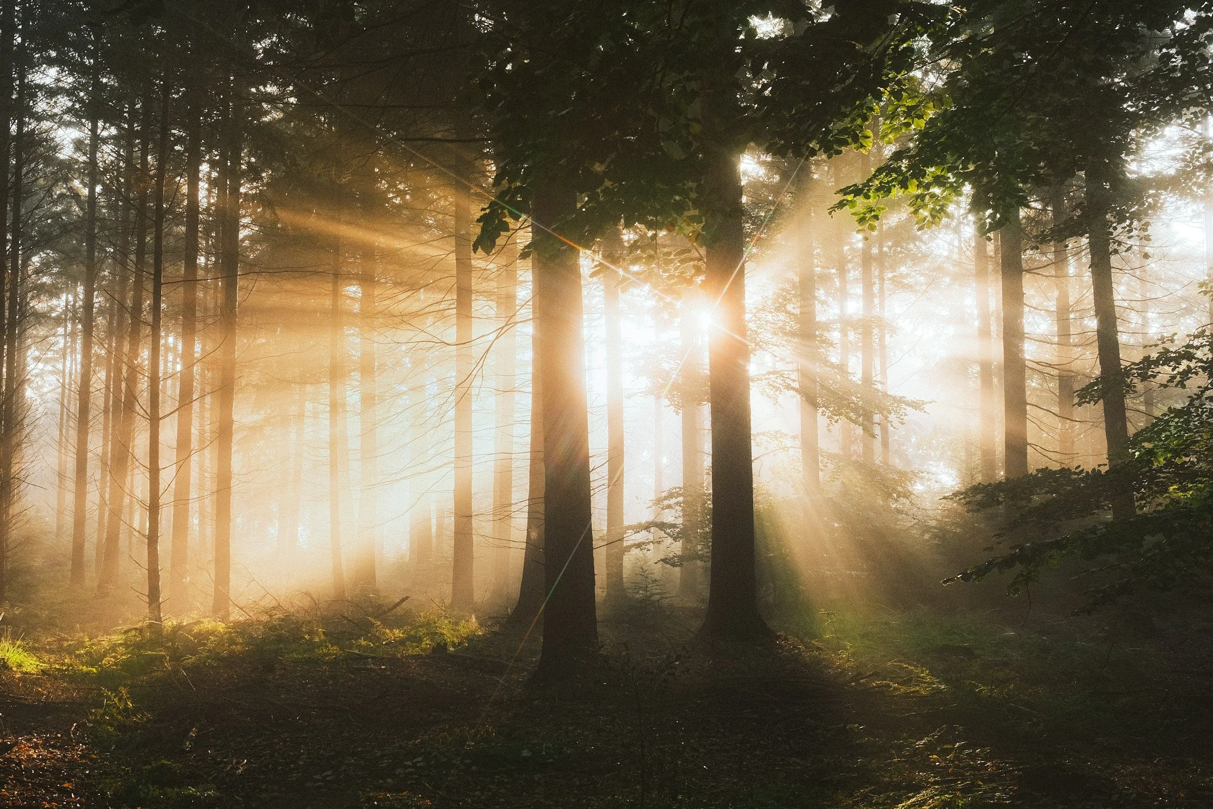 Sunlight filtering through trees in a misty forest