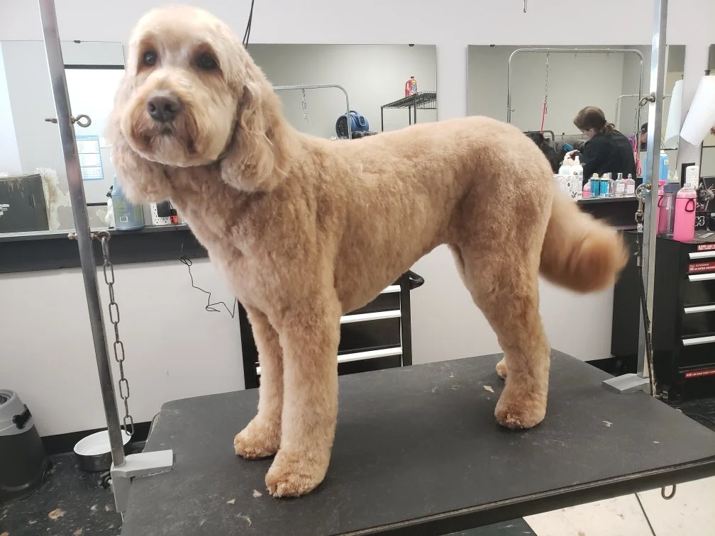 Large Doodle Signature Groom