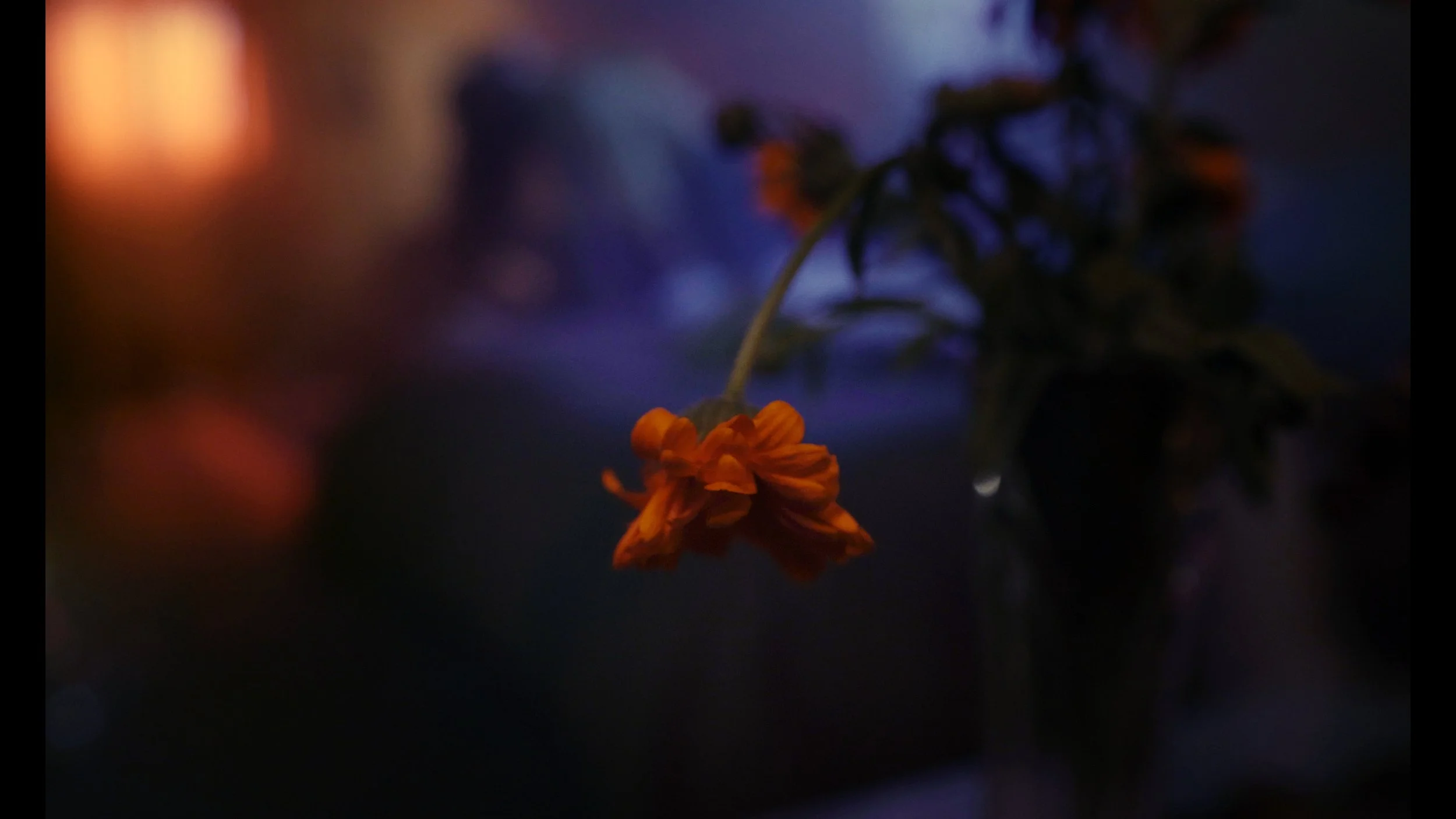 Still 2026-02-19 205712_2.26.1.jpg