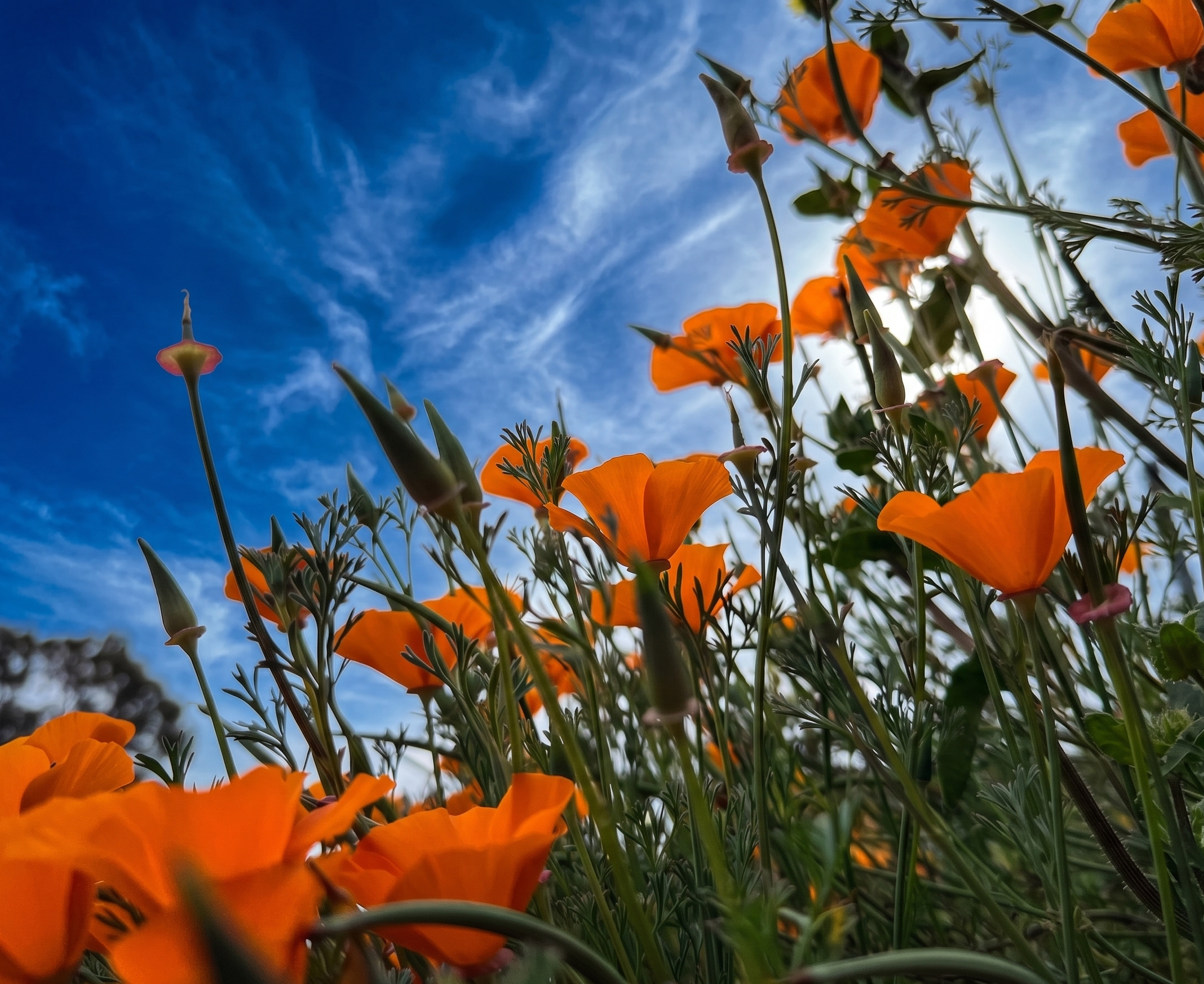 Allergy Season Survival Guide