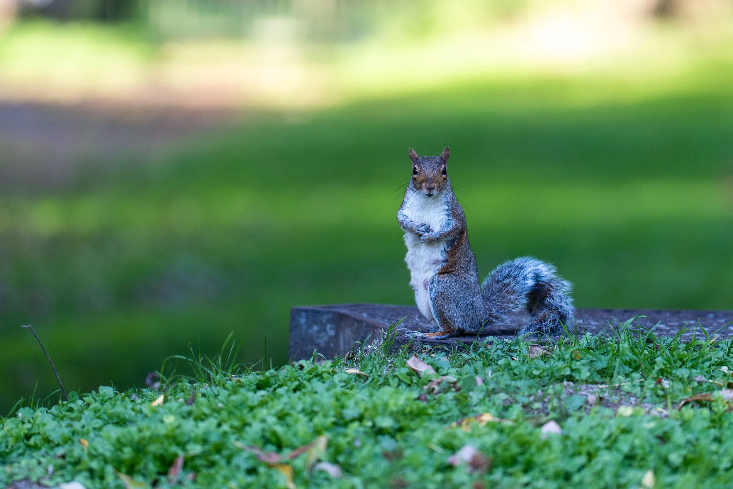 _DSC8011.jpg
