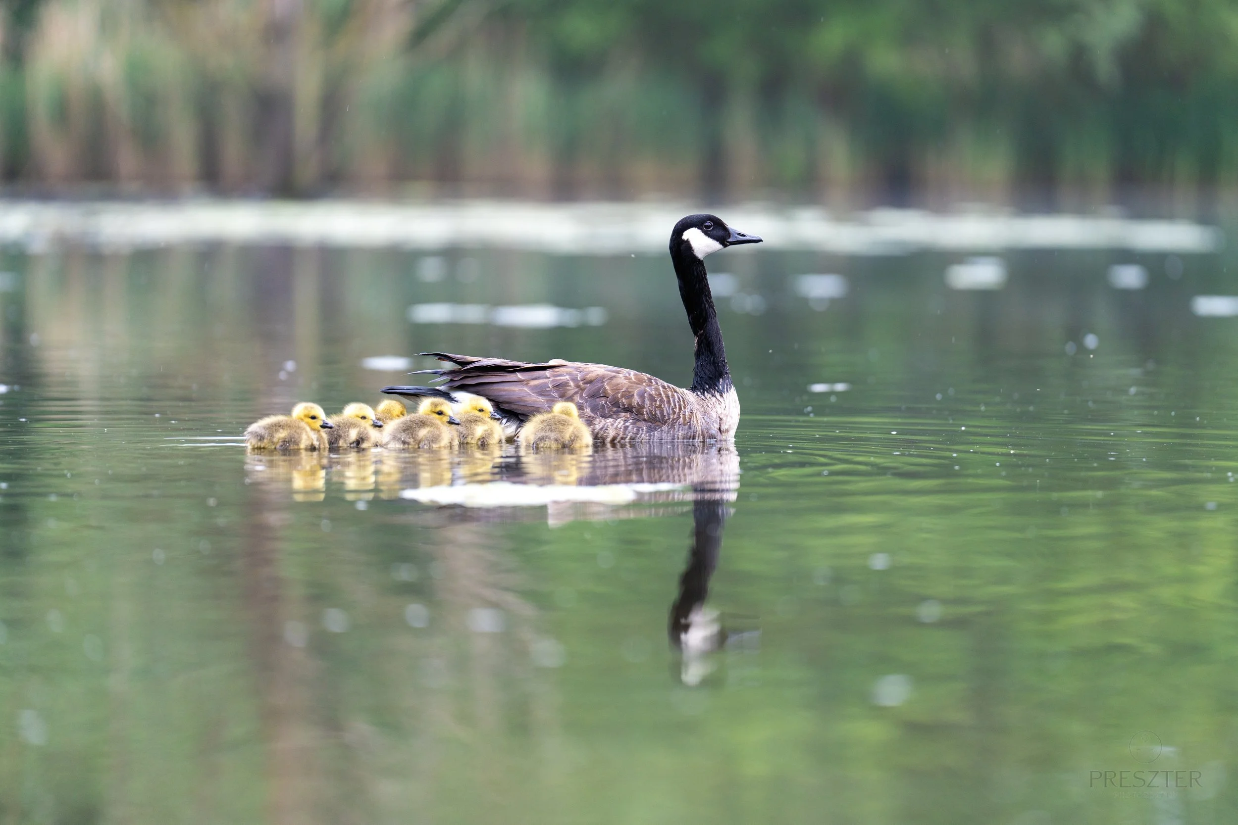 goose-7618.jpg