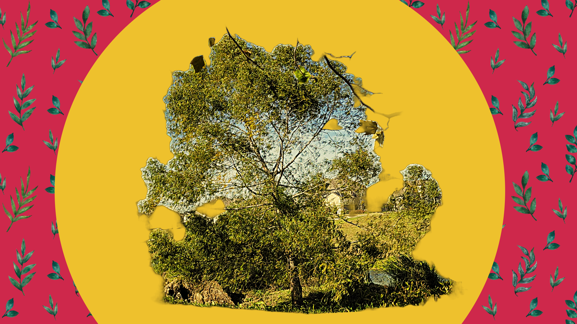 Even A Tree Will Bend