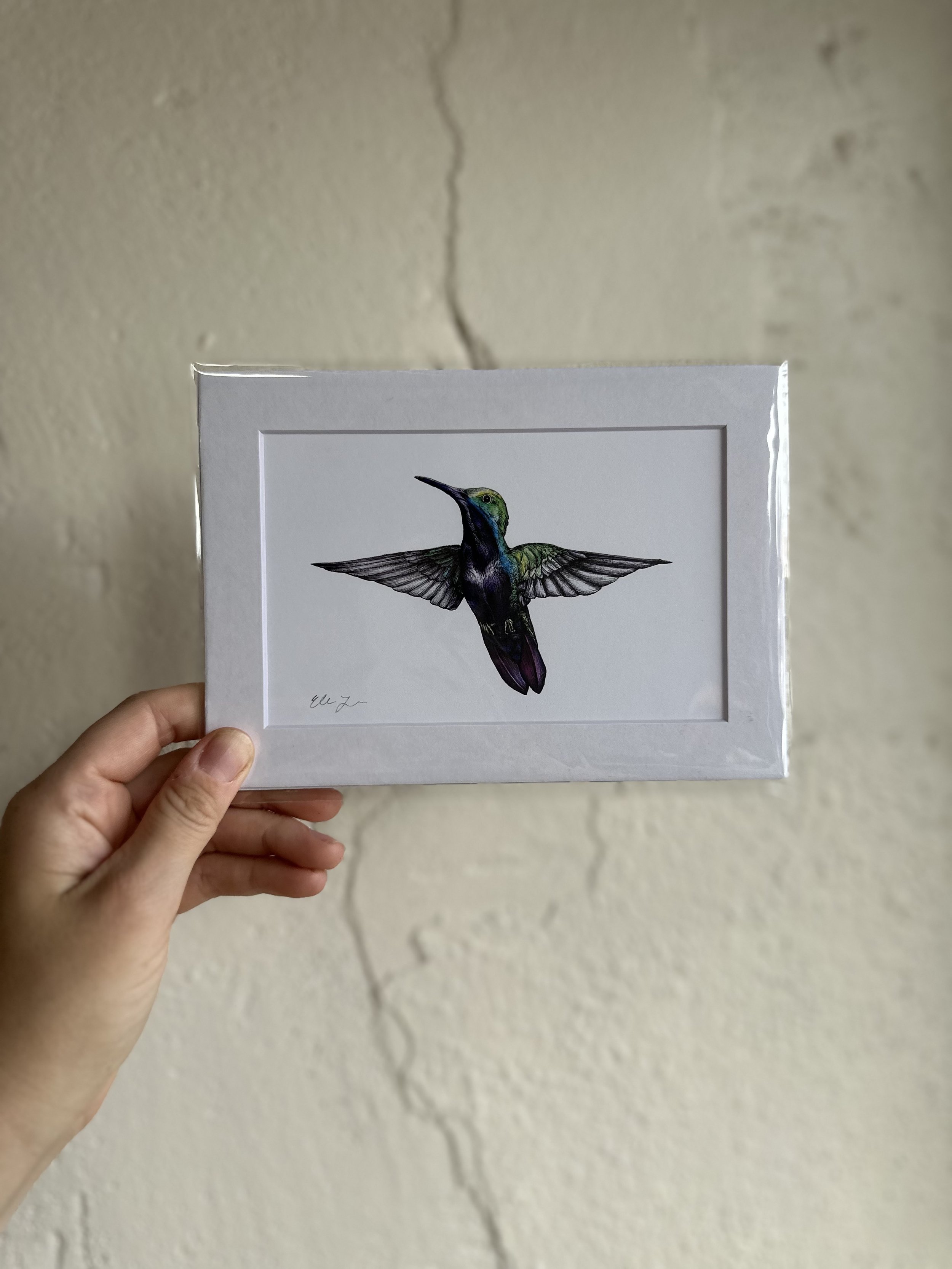 Humming Bird.jpg