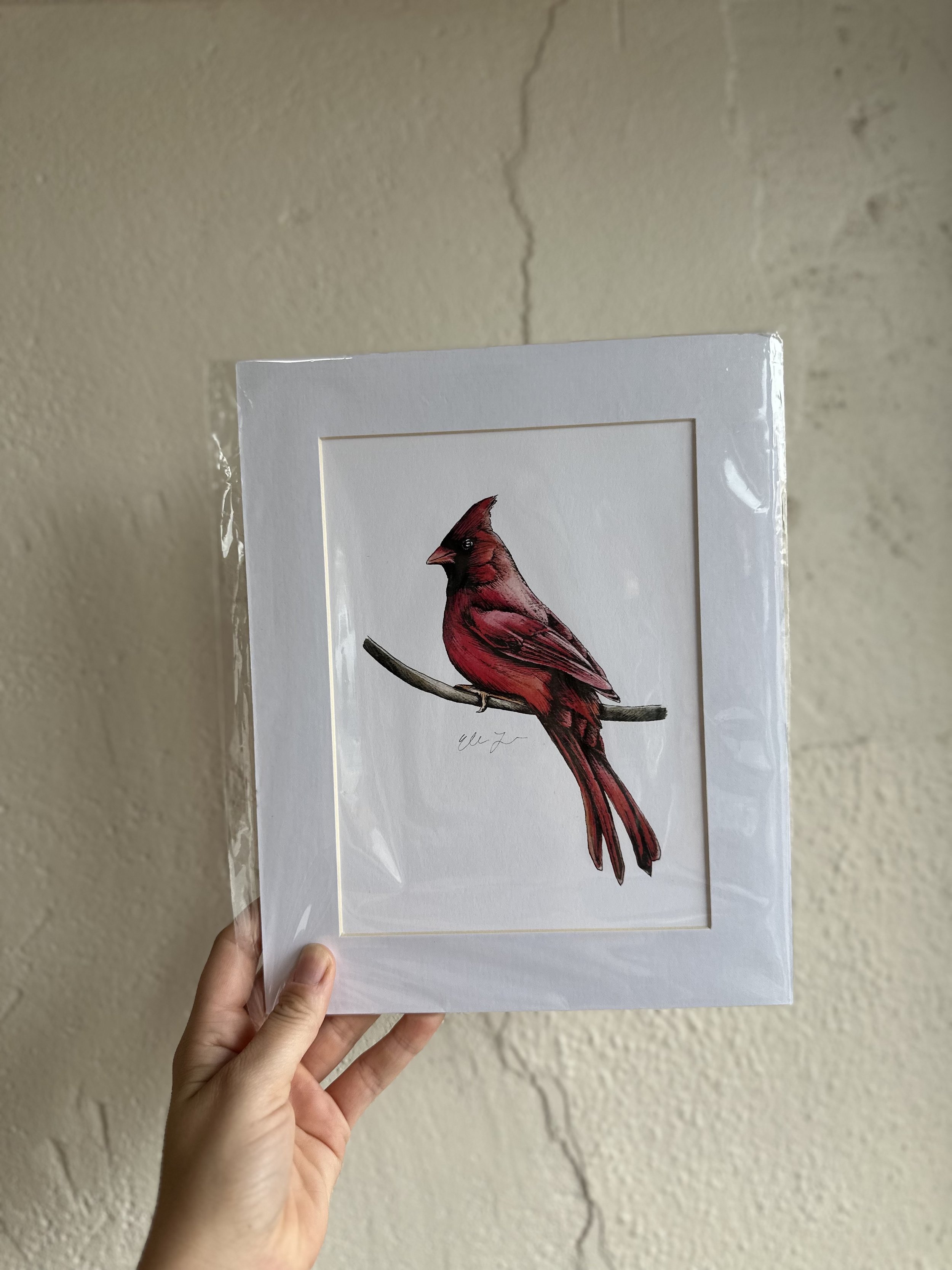 Cardinal.jpg