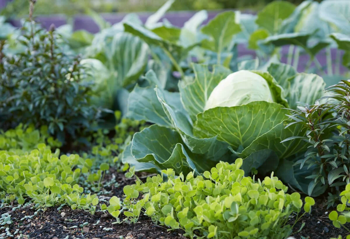 Companion Planting Charts for Every Season: The Ultimate Year-Round Garden Planning Guide