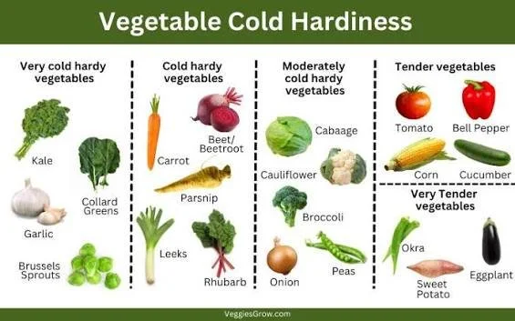 Best Cold-Hardy Vegetables for Northern Homesteads: Grow Food Even in Frost and Snow