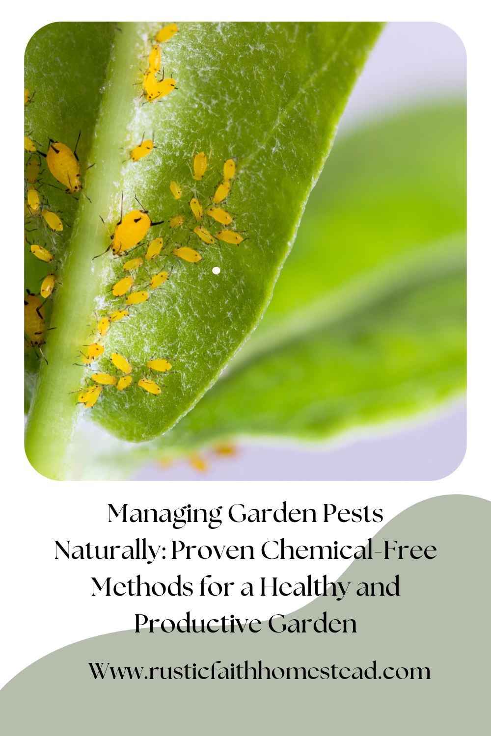 Managing Garden Pests Naturally: Proven Chemical-Free Methods for a Healthy and Productive Garden