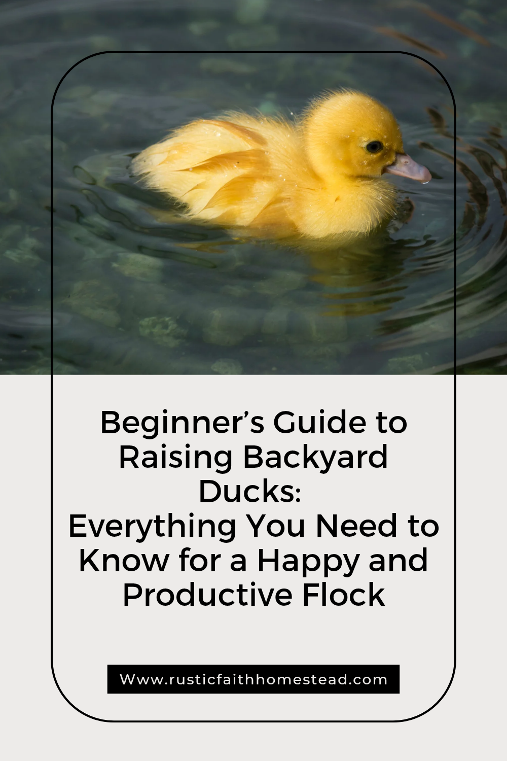Beginner’s Guide to Raising Backyard Ducks: Everything You Need to Know for a Happy and Productive Flock