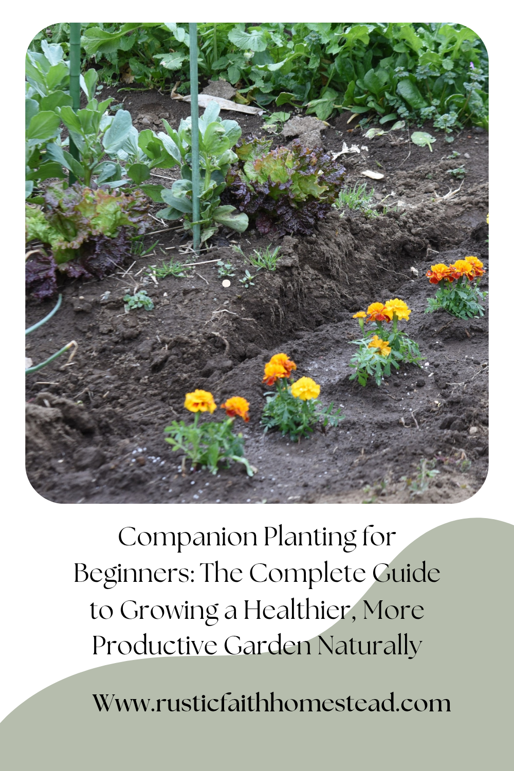 Companion Planting for Beginners: The Complete Guide to Growing a Healthier, More Productive Garden Naturally