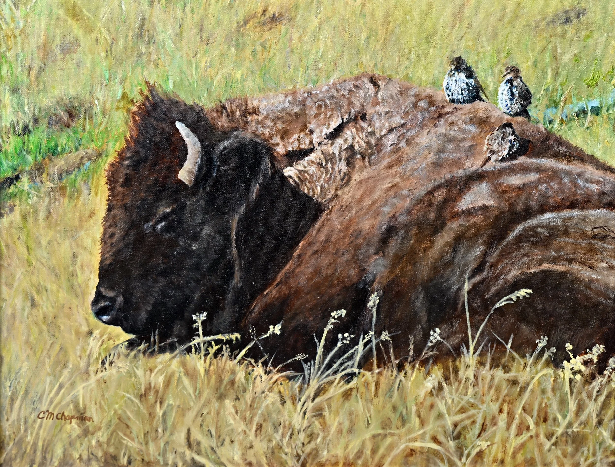 Sleepy Roost, Oil on Canvas, 
16"x20" Framed
