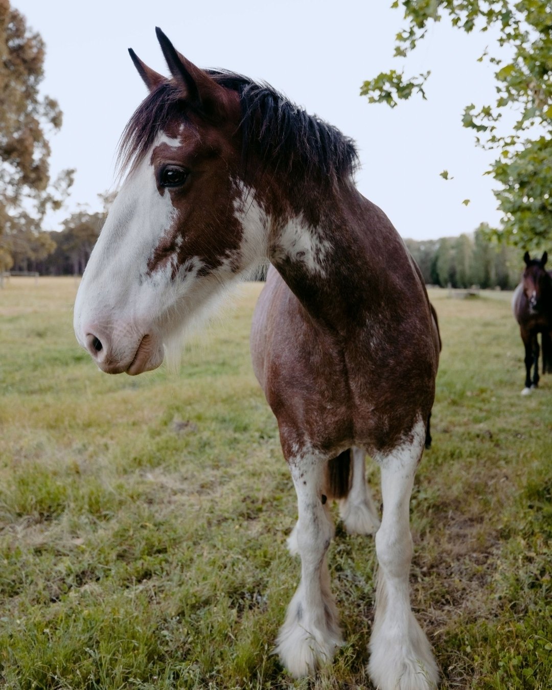 Swipe to see Shadow horsing around 🐴  Our friendly horses absolutely love affection from guests, so make sure you stop by on your way in to show them some love! 📸 

#accommodationmargaretriver #horsefriendlyaccommodation #equineaccommodation #horse