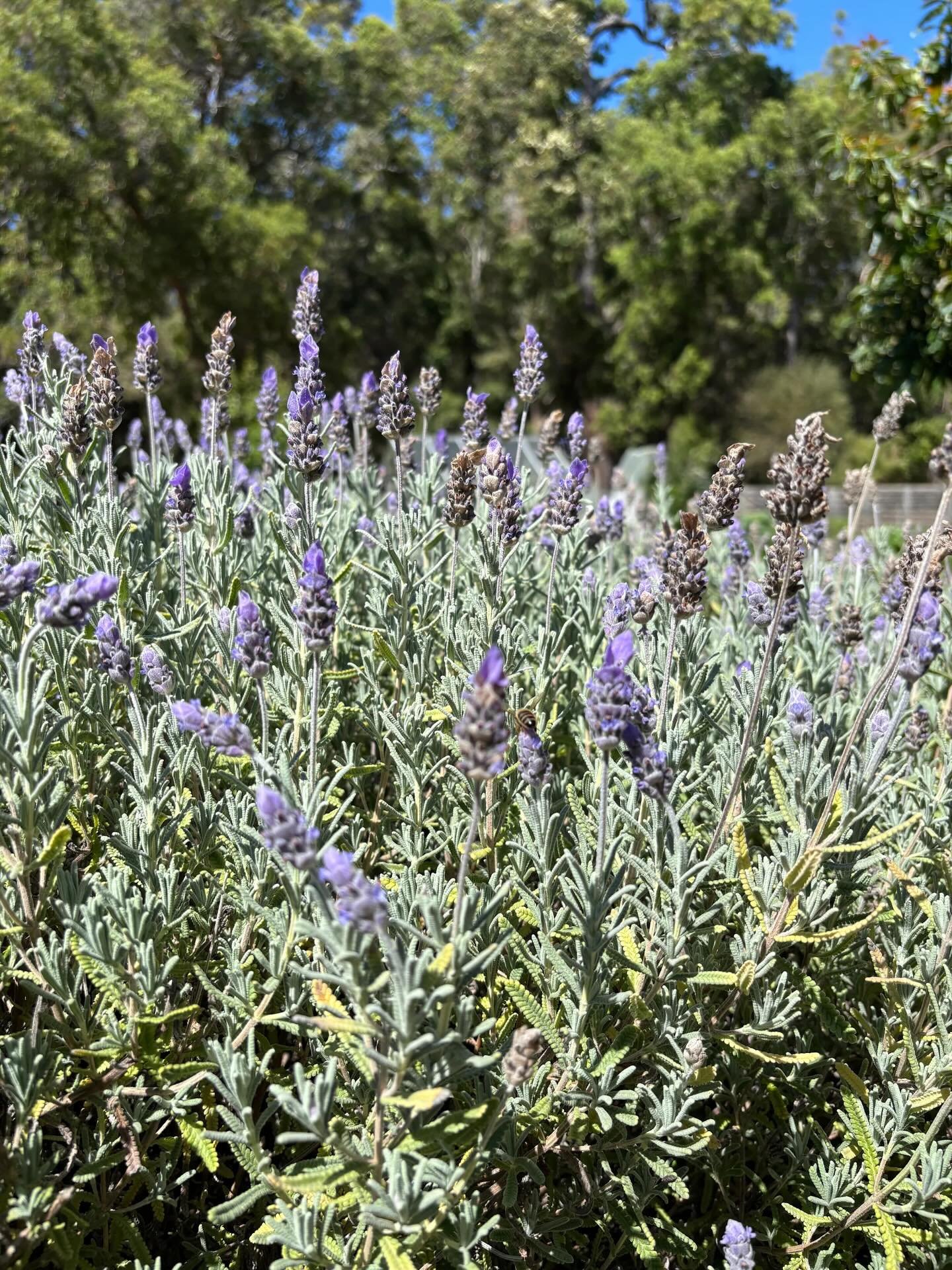 ✨ Recent Guest Moments ✨

Golden autumn sunsets, the scent of fresh lavender and lemons, friendly farm animals, and peaceful surrounds &mdash; we love experiencing your stay through your eyes (and your lens 📸)

Don&rsquo;t forget to tag us in your p