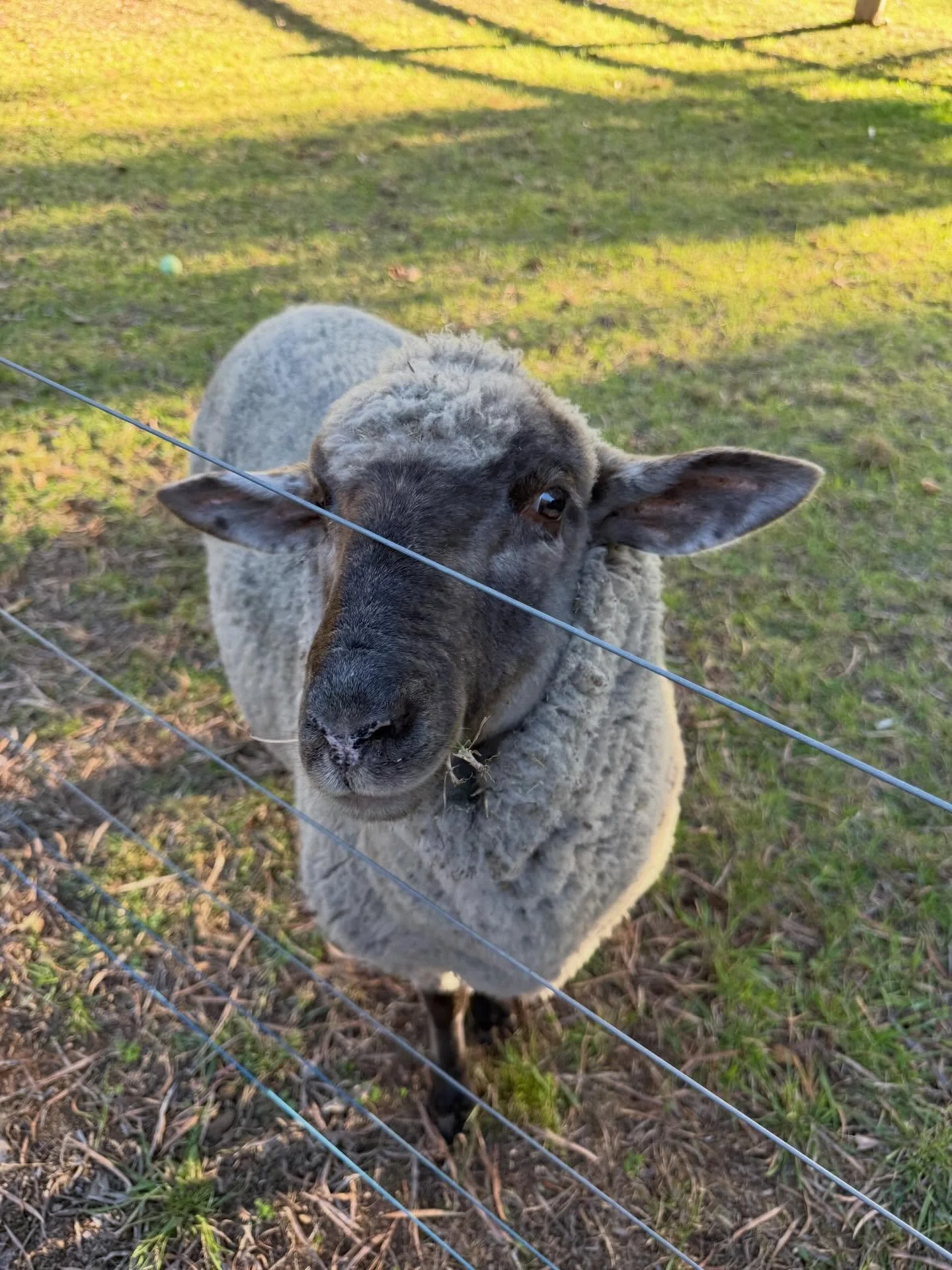 The unexpected highlight of a Losari stay&hellip;
 
It&rsquo;s not just the private spa, the cosy eco fire or the peaceful surroundings &mdash; it&rsquo;s the little moments in between. Morning visits to the alpacas, the ducks wandering past your vil
