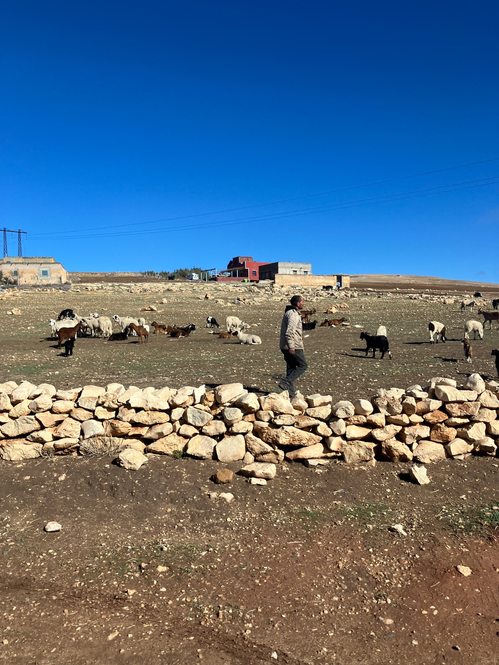Homem caminhando ao lado de um muro de pedras em um campo árido com várias cabras e ovelhas ao fundo, sob céu azul claro.