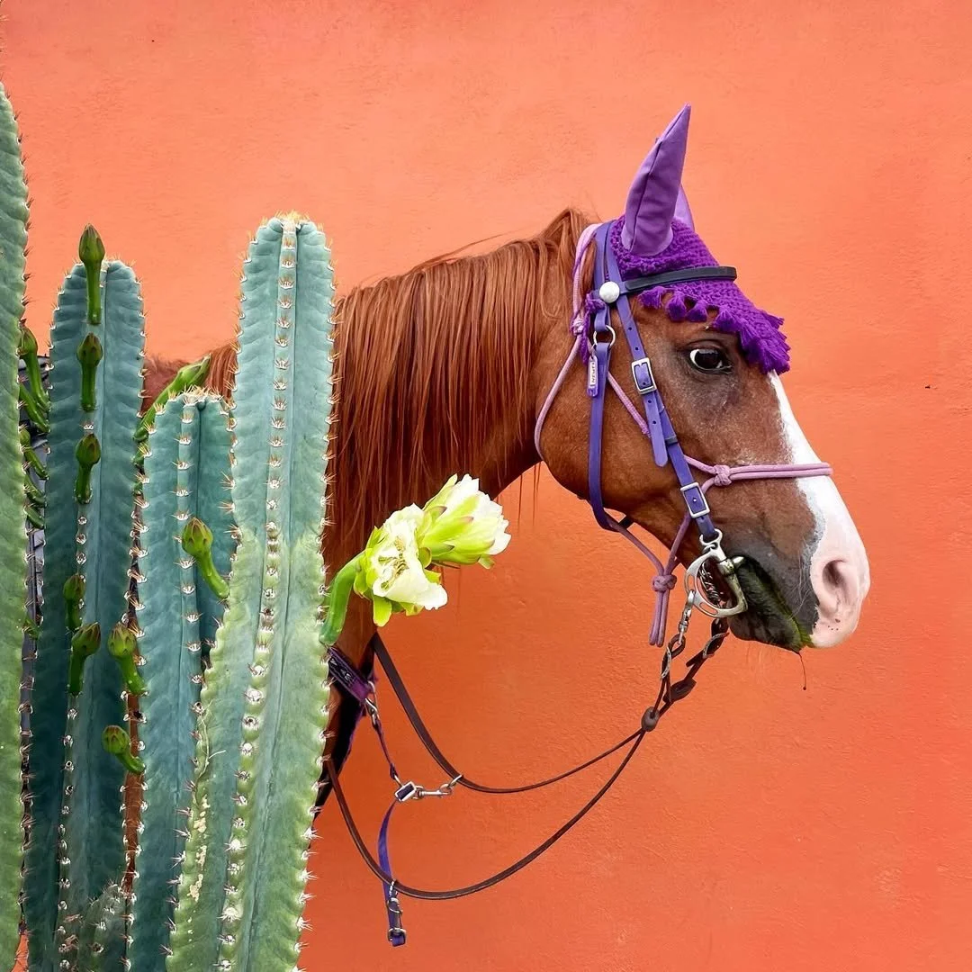 Mexicans have no fear of color as this little tour of the town of Santa Maria del Tule proved wi.jpg