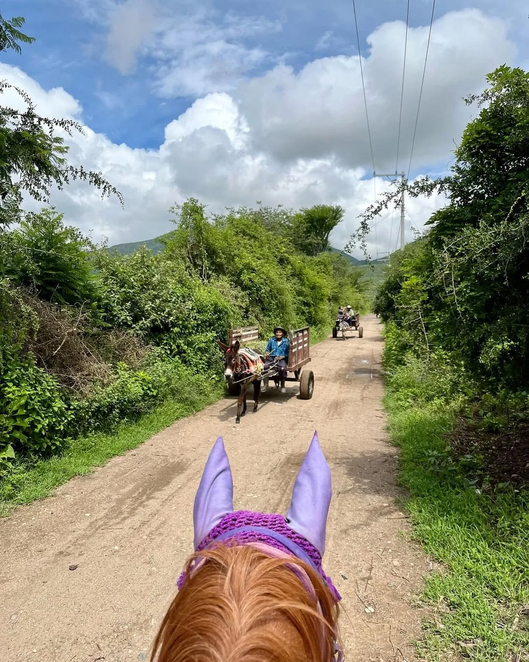 We love the working donkeys of our valley💕.jpg