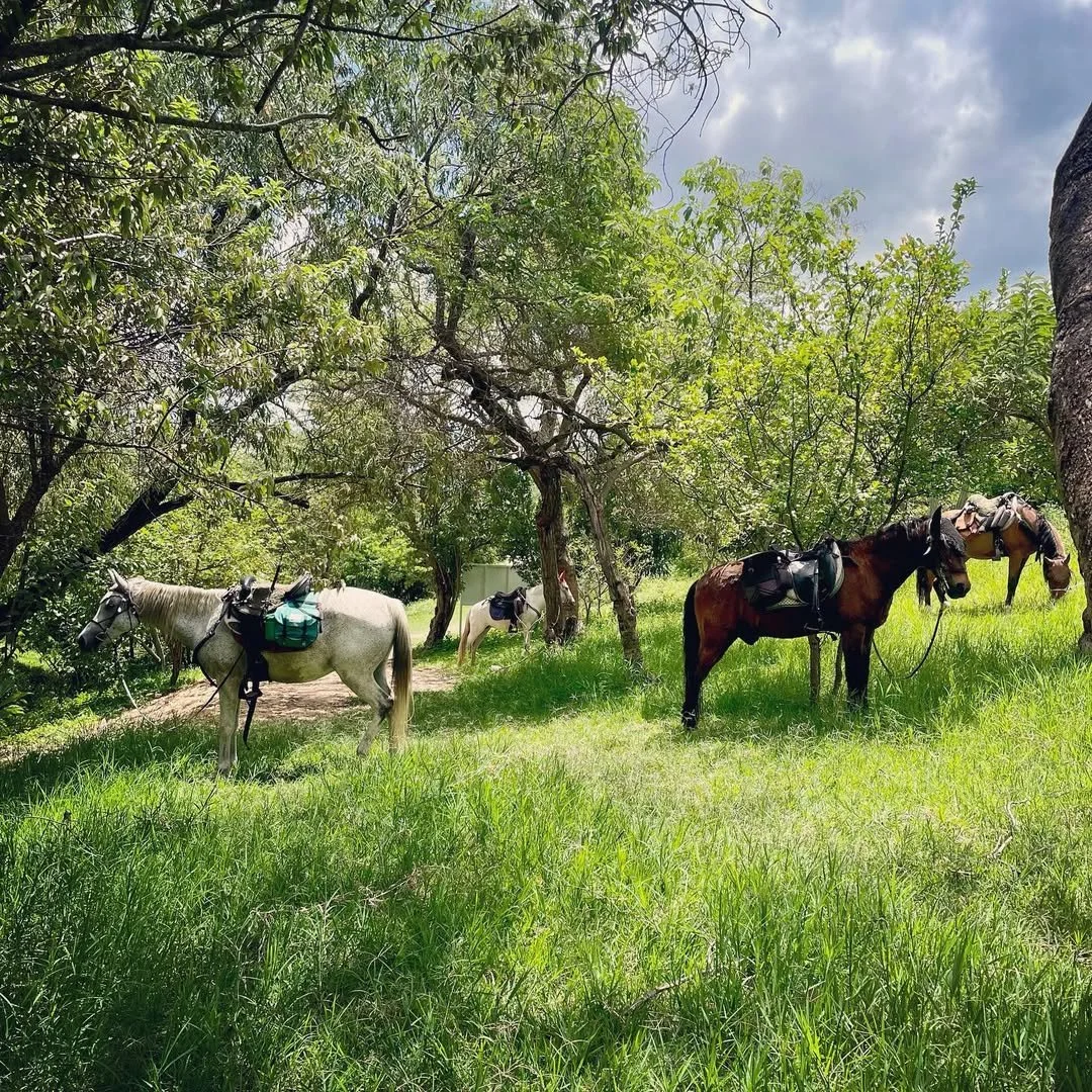 The horses graze and doze while the riders take a break from the saddle on our full day rides to.jpg
