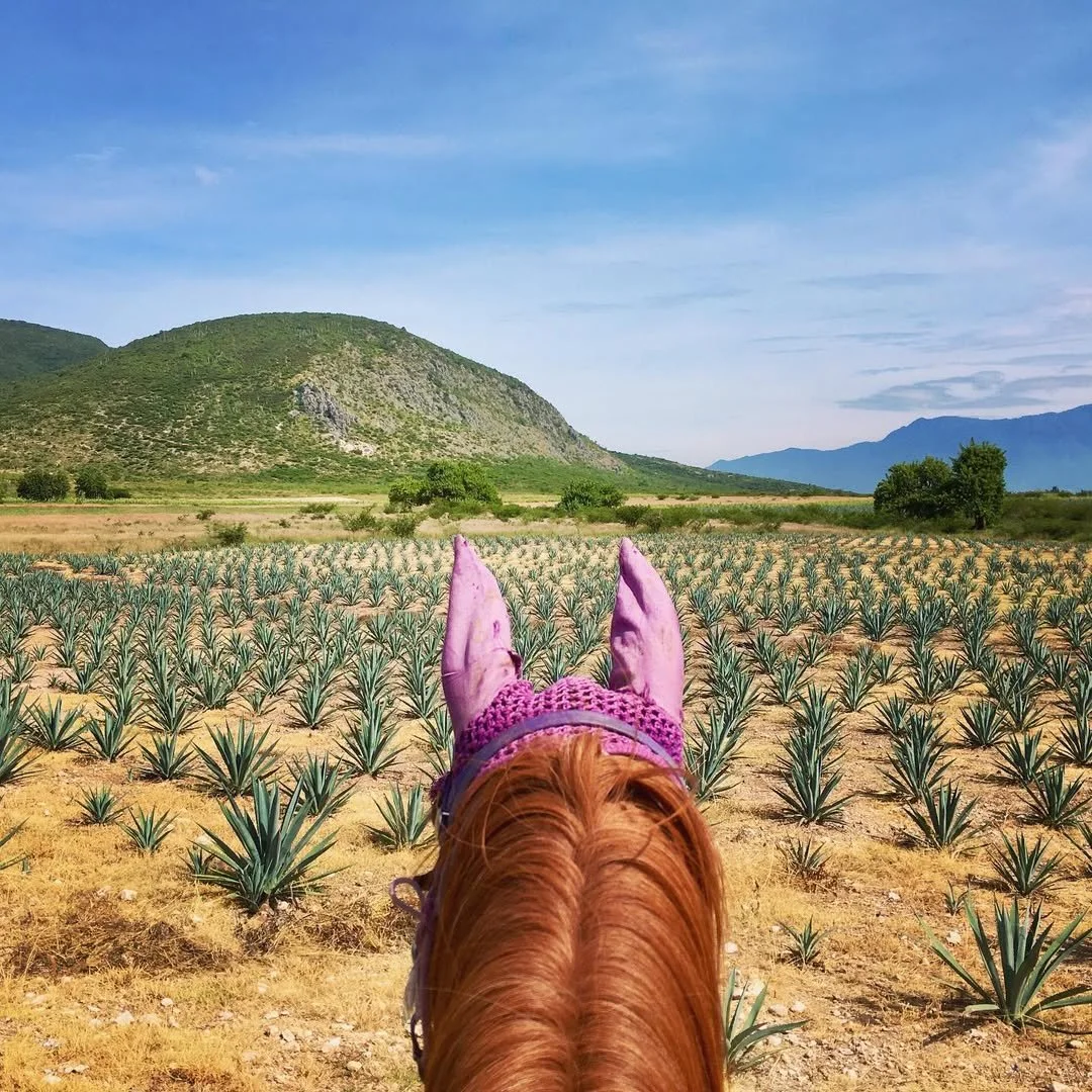 With mezcal production in Oaxaca continually growing its become common to see secondary farmland.jpg