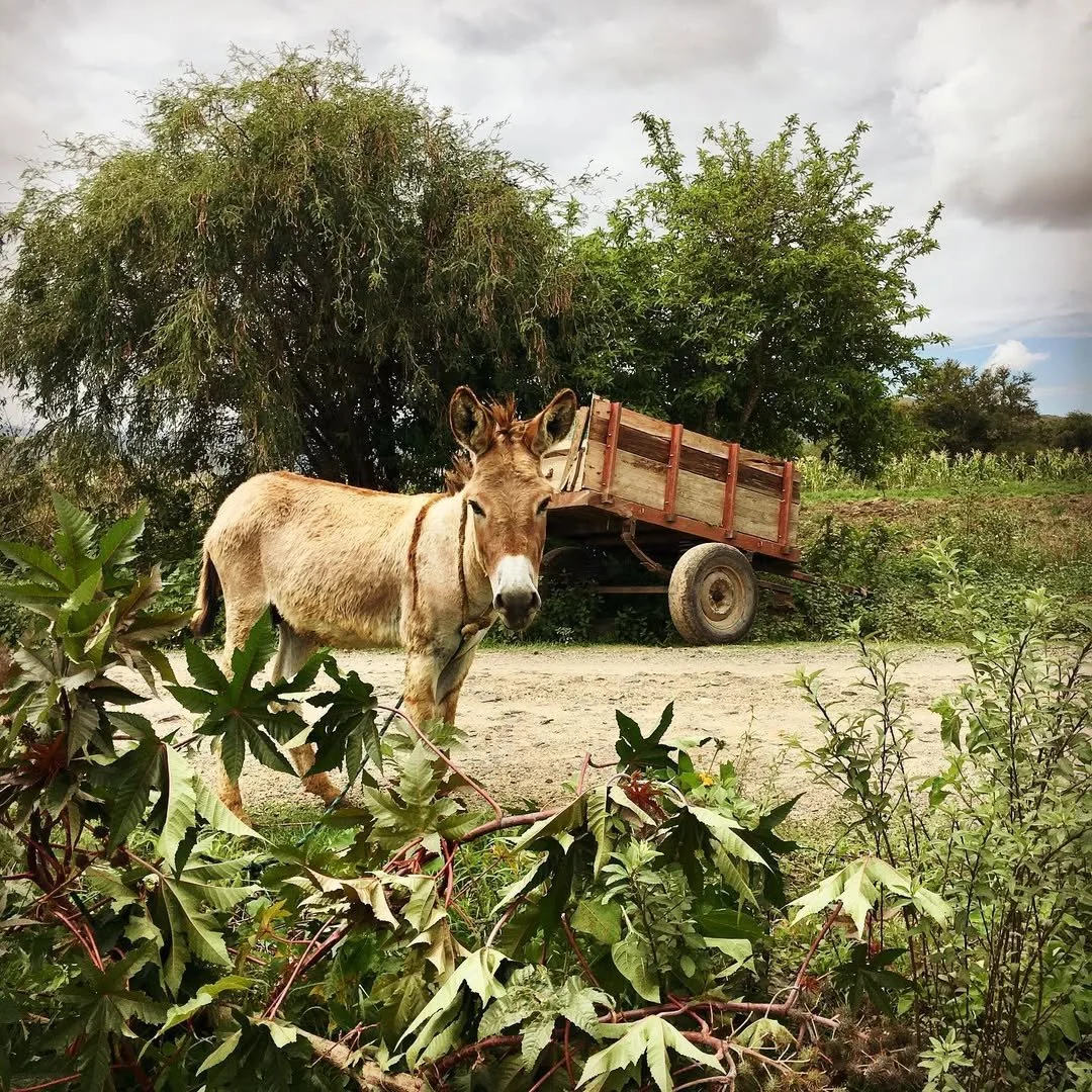 The donkey is an important part if the traditional agriculture of the interior valleys of Oaxac.jpg