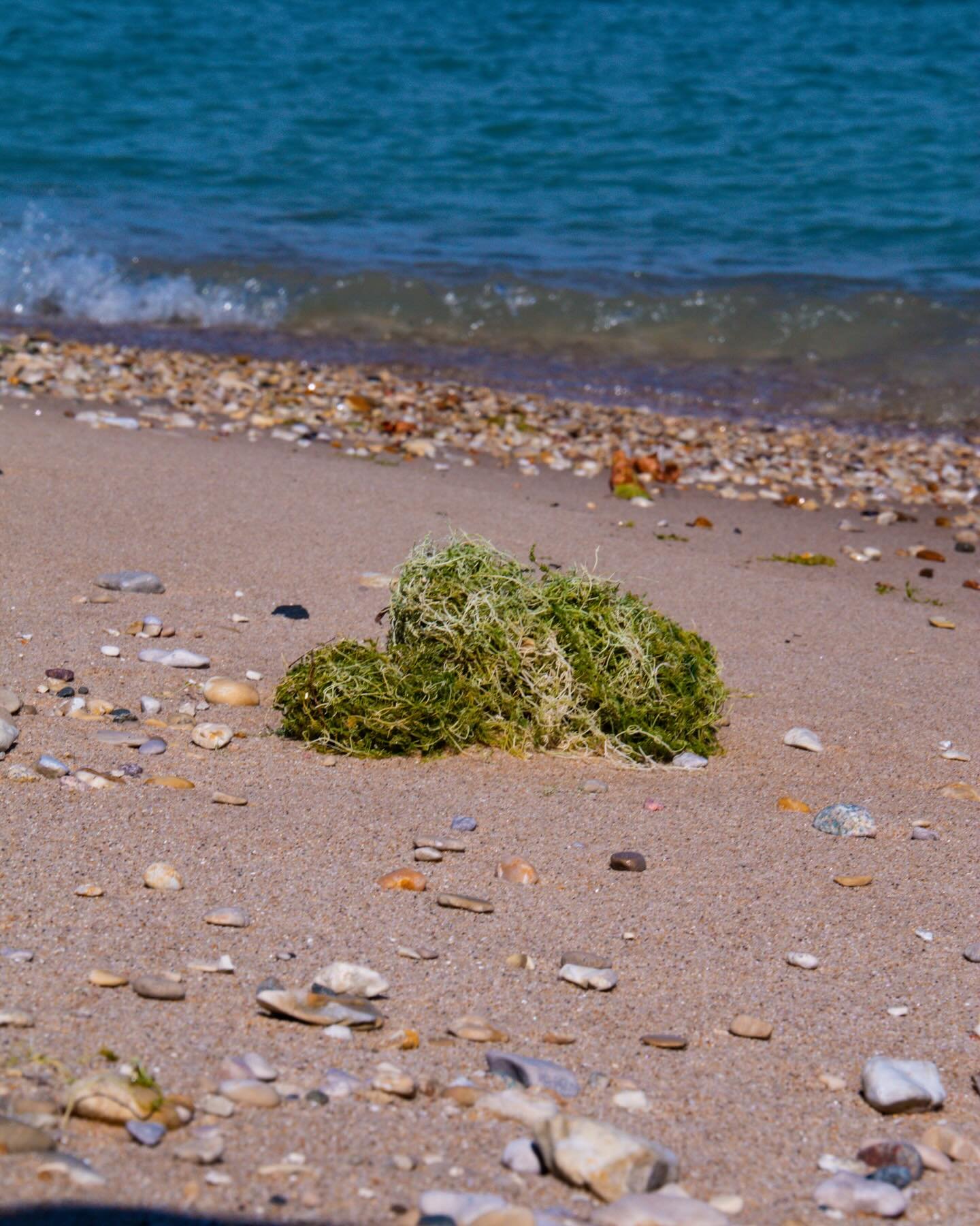 Exploring the serene beauty of Michigan&rsquo;s shoreline, where sea grass sways, smooth rocks scatter, and shells tell stories of the deep. A peaceful moment captured with my Canon 70D, bringing nature&rsquo;s simple wonders to life. #MichiganBeach 