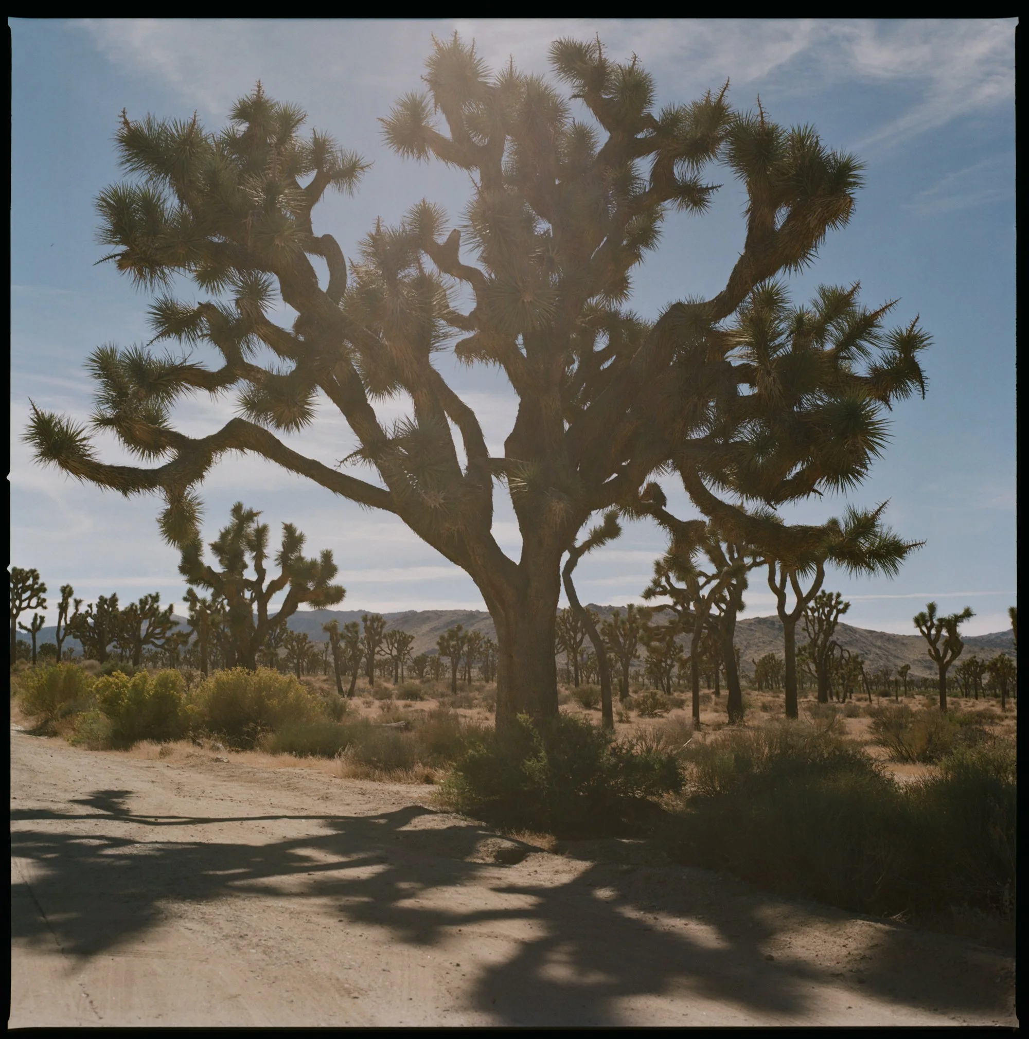 A large Joshua tree with sprawling branches casting shadows on a dirt road in a desert landscape with numerous smaller Joshua trees and distant hills under a partly cloudy sky.