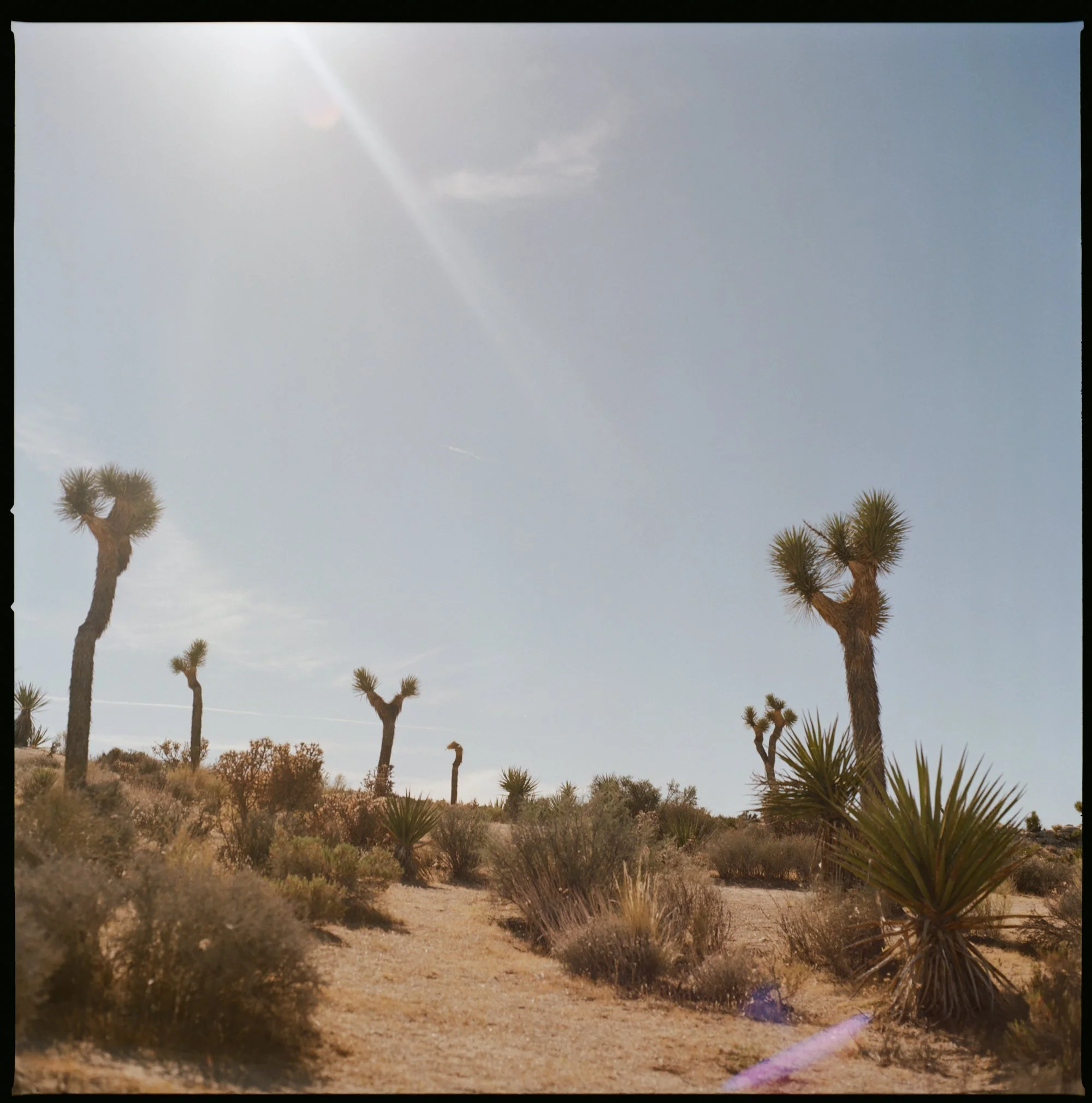 Desert landscape with Joshua trees, dry shrubs, and a dirt trail under a clear blue sky with sunlight.