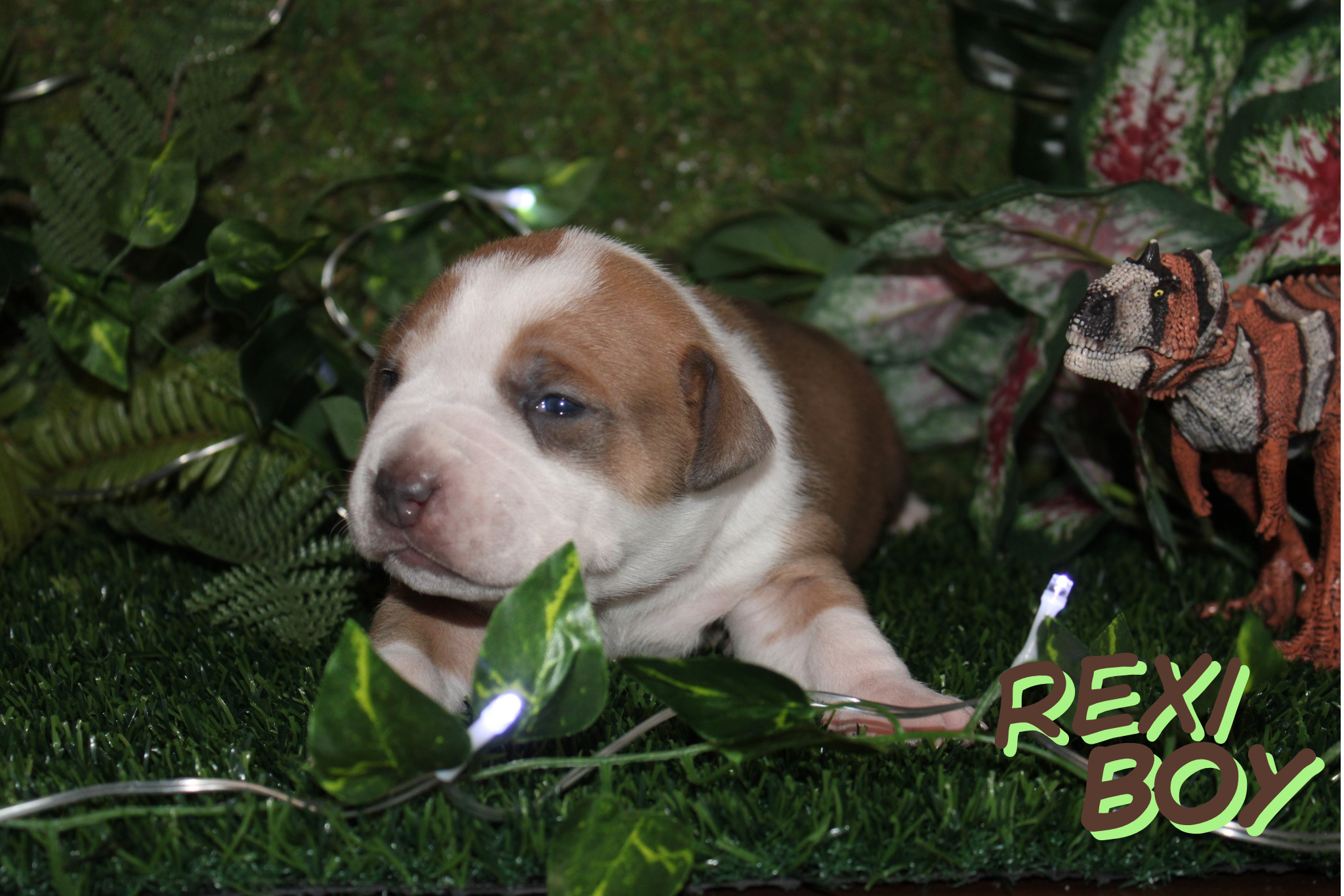 Rexi (Boy)