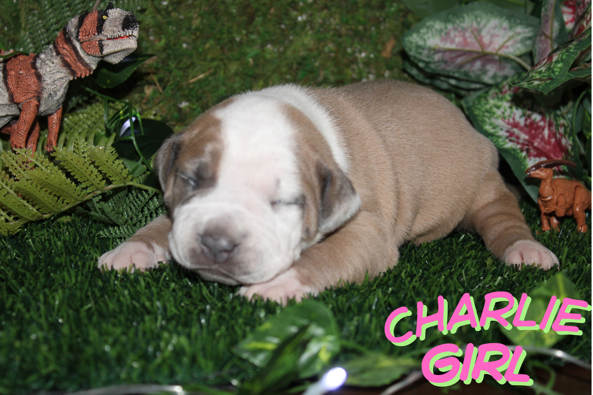 Charlie (Girl) RESERVED