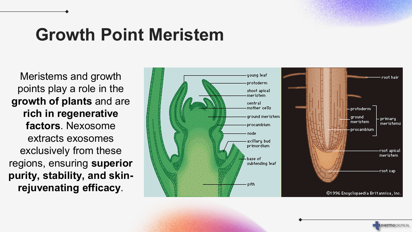 Diagram of a plant meristem showing different stages and regions including young leaf, protoderm, shoot apical meristem, central mother cells, ground meristem, procambium, node, axillary bud primordium, base of subtending leaf, and pith. Also, a cross-section of a root illustrating root hair, protoderm, ground meristem, primary meristems, root apical meristem, root cap, and different root tissues.