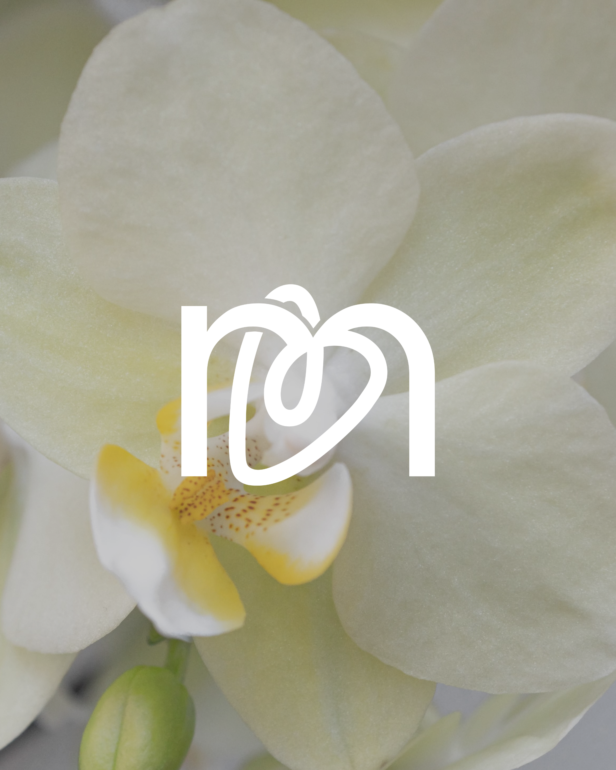 Close-up of white orchid flower with yellow and brown markings, and green buds.