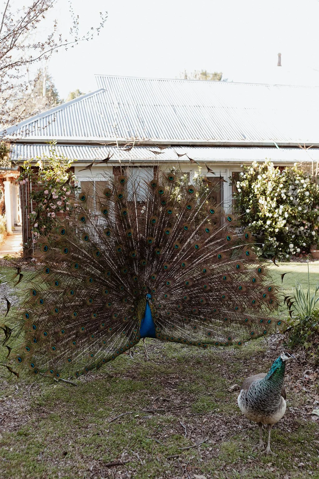 Mayfield-Vineyard-Wedding-Photographer-NSW-Kirsten-Cunningham-31.JPG
