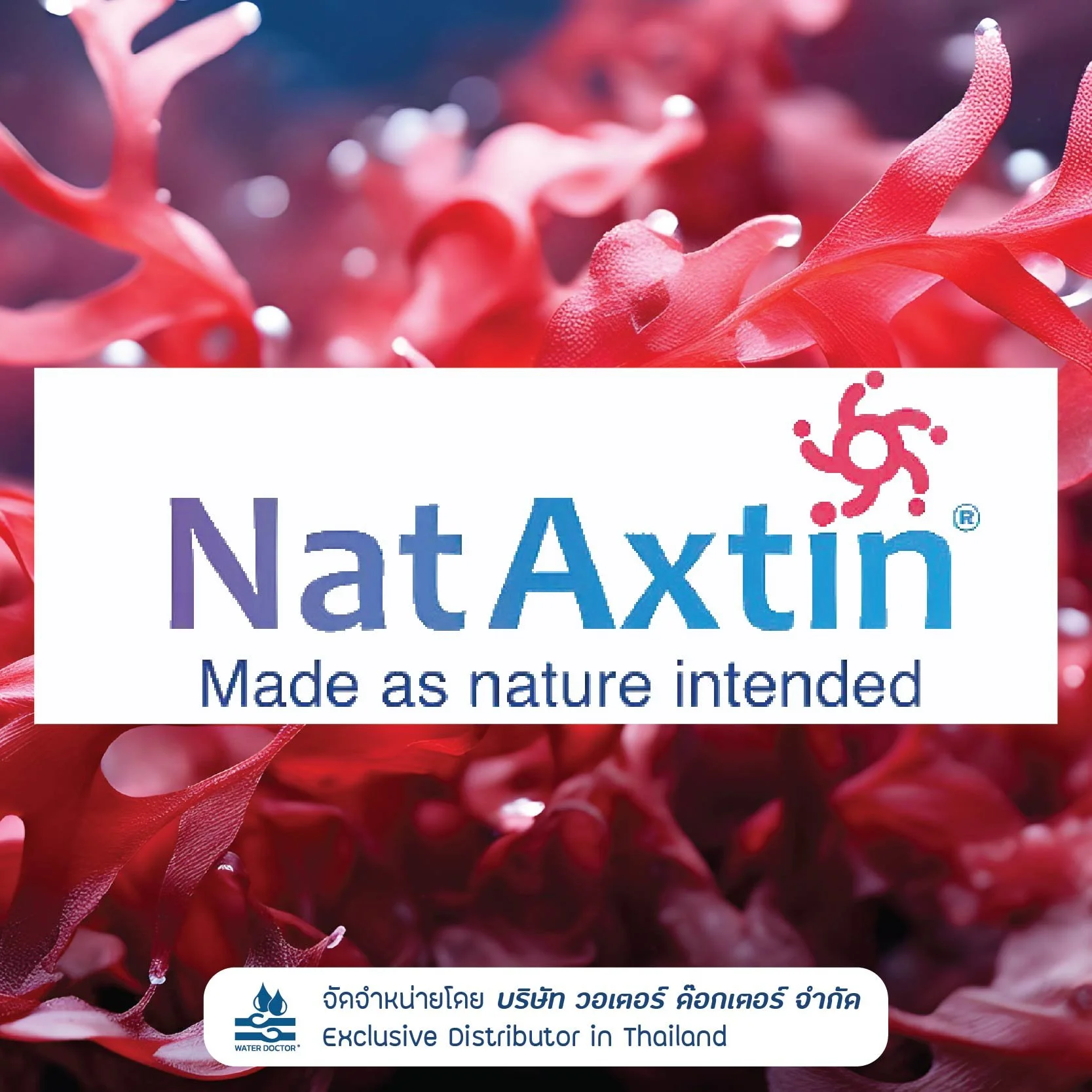 NatAxtin (Natural Astaxanthin) สารสกัดจากสาหร่ายสีแดงประเทศชิลี