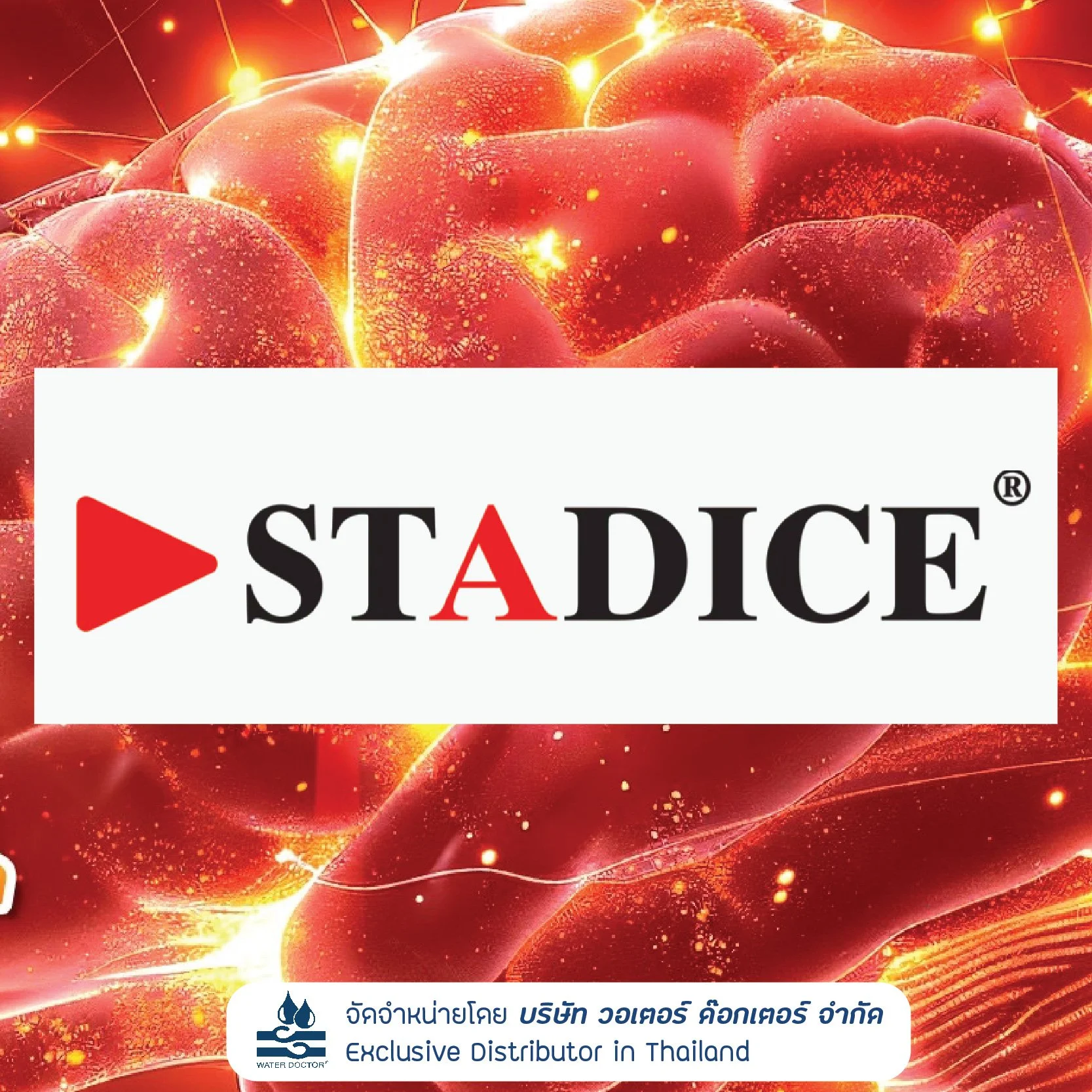 Stadice (Brain Boost Ingredient)  สารสกัด Mangiferin จากใบมะม่วง