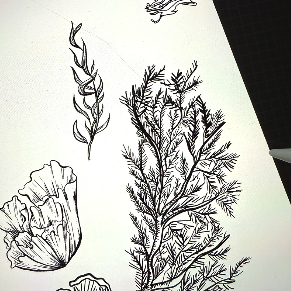 Designing with Procreate