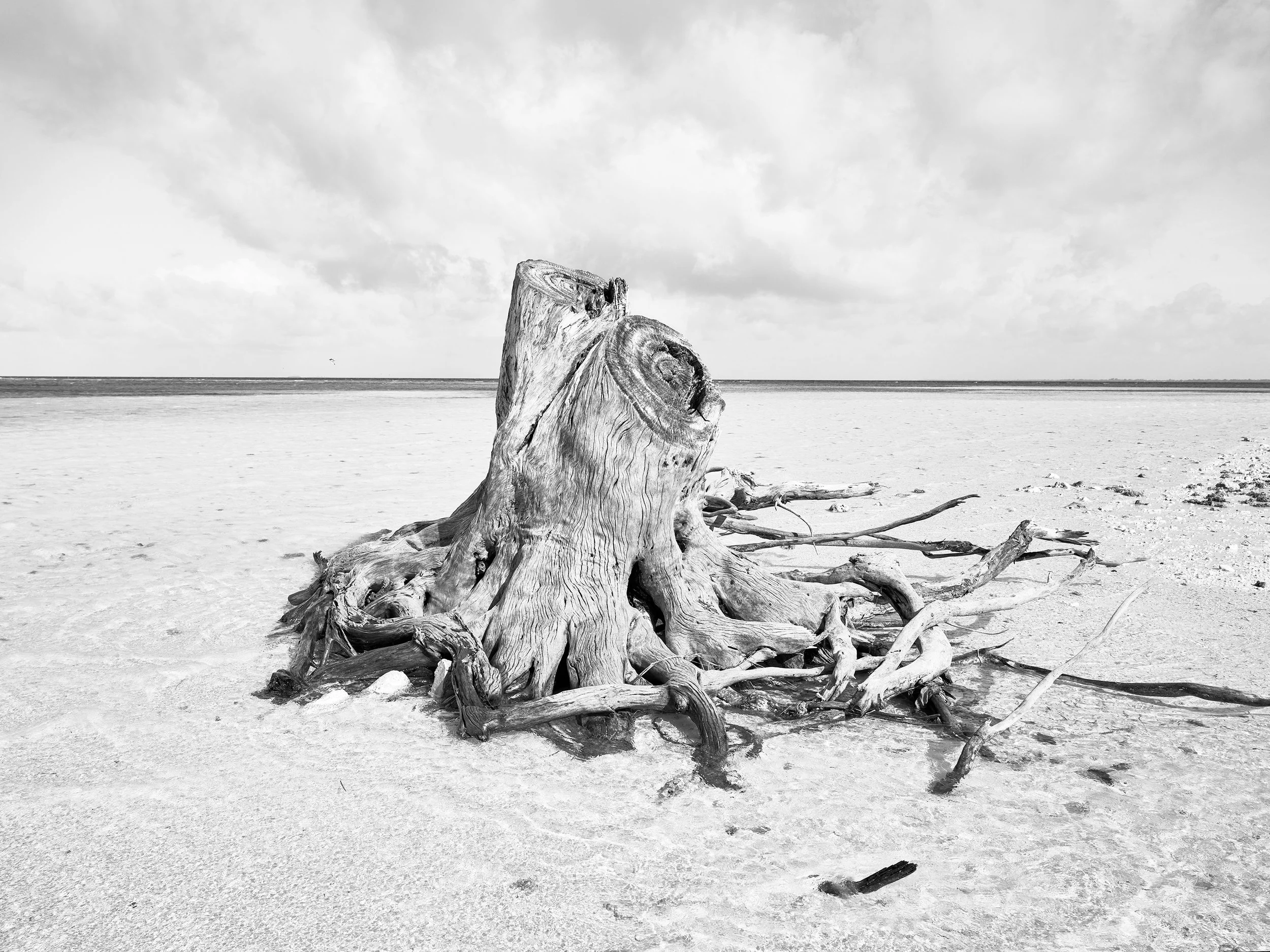  Tree stump washed from shore by rising tides, Laura Beach. 
