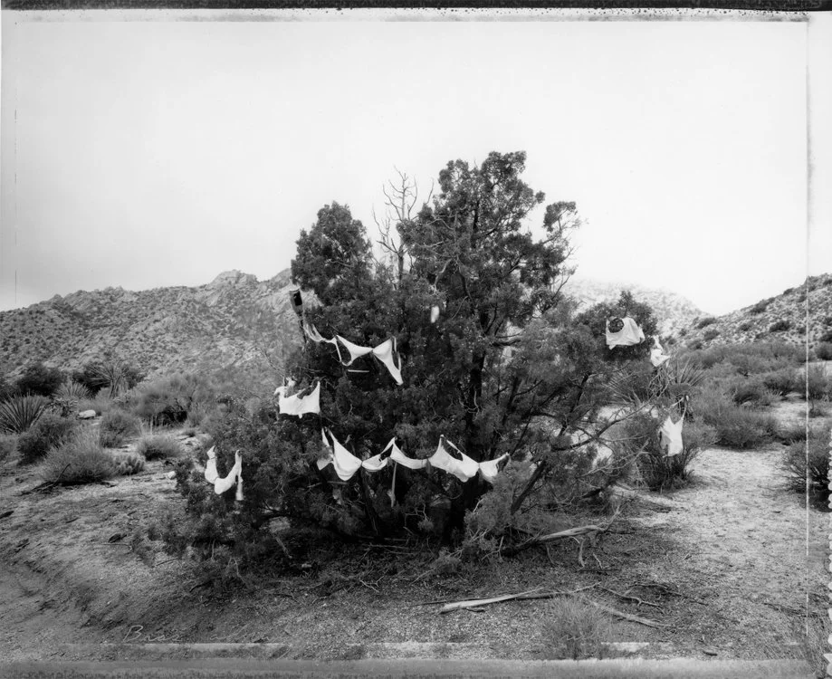  Bras Decorating a Juniper, Christmas Tree Pass 