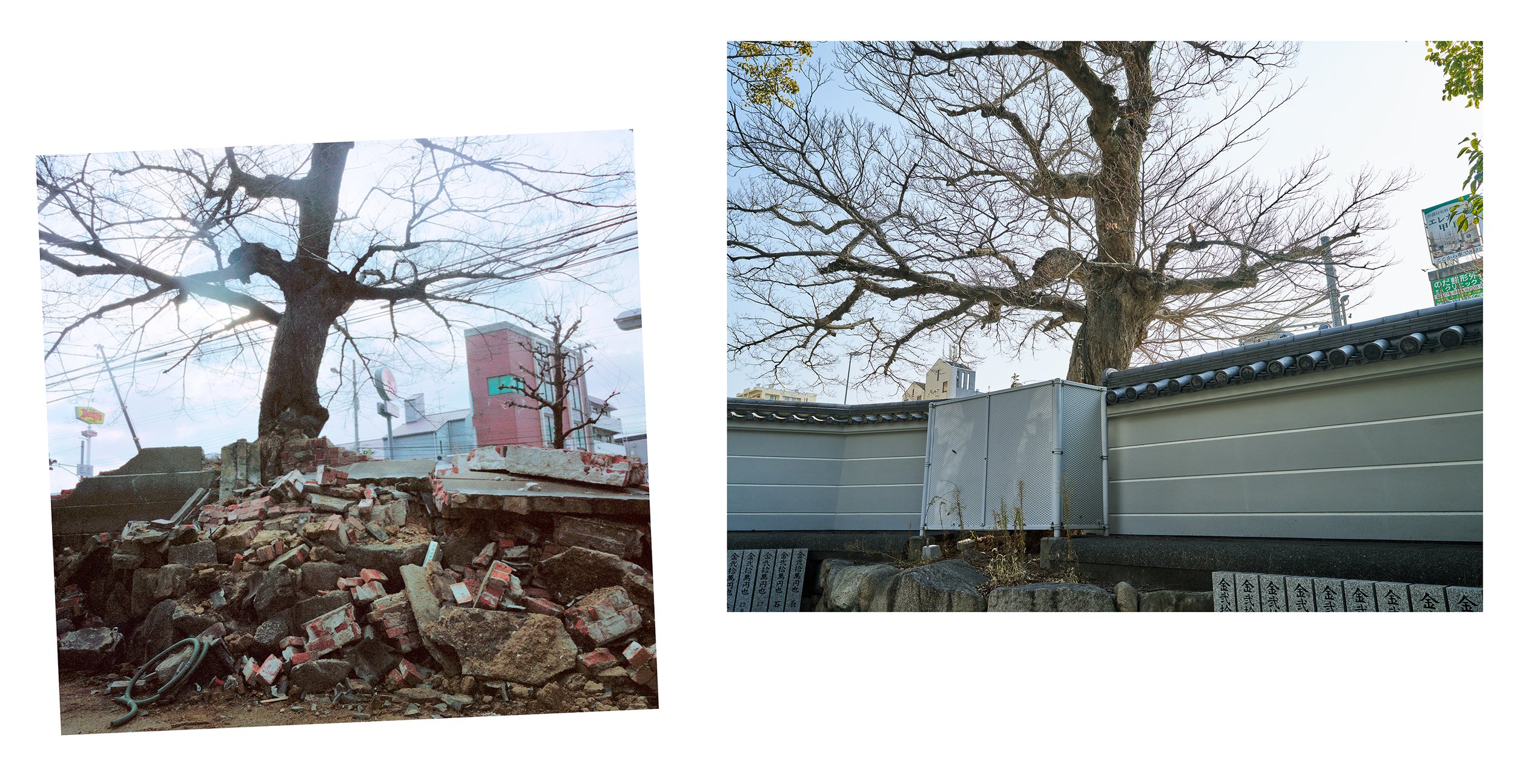 14 Tree at temple from behind wall.jpg