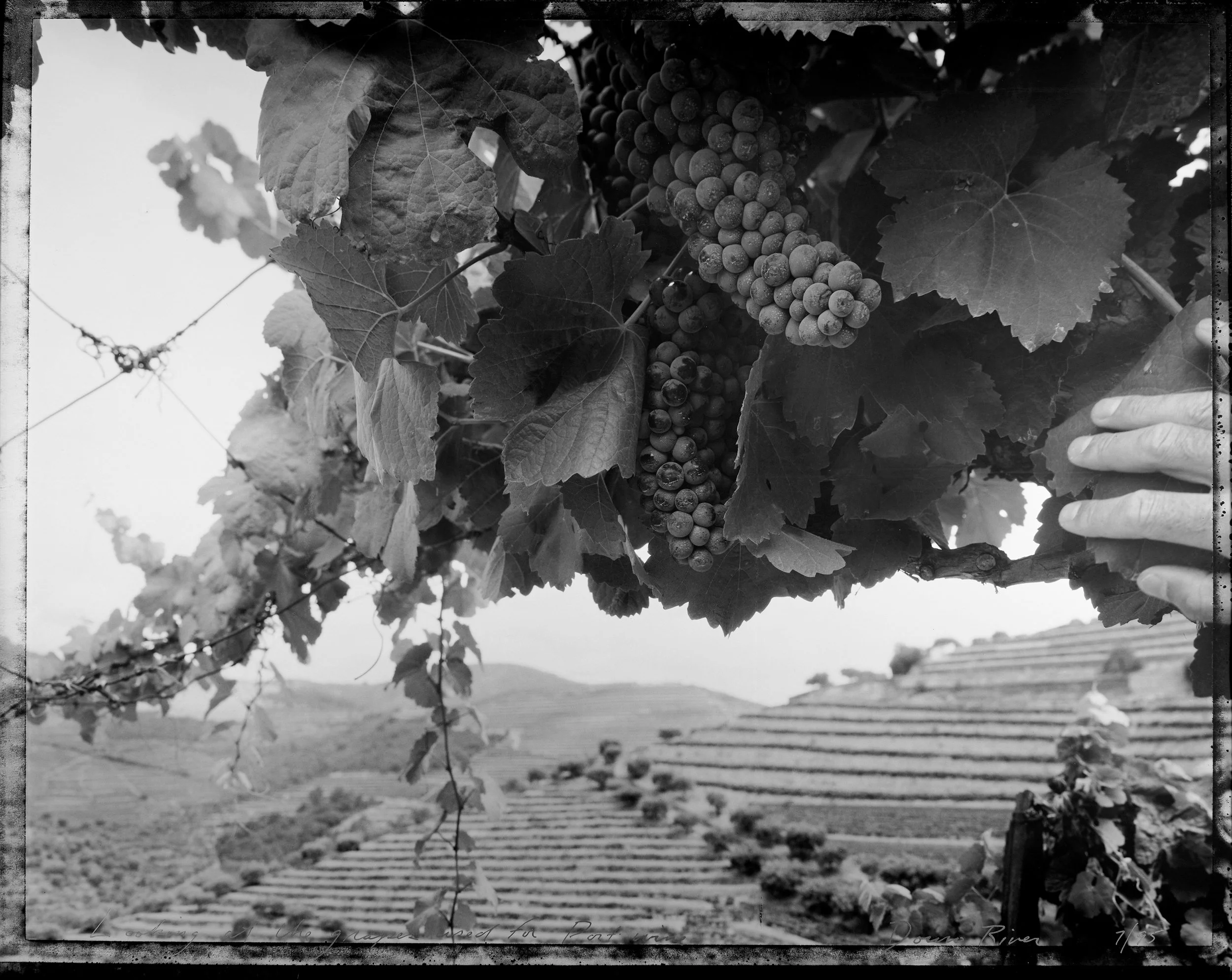 Looking at the grapes used for Port wine Douro River 7/95