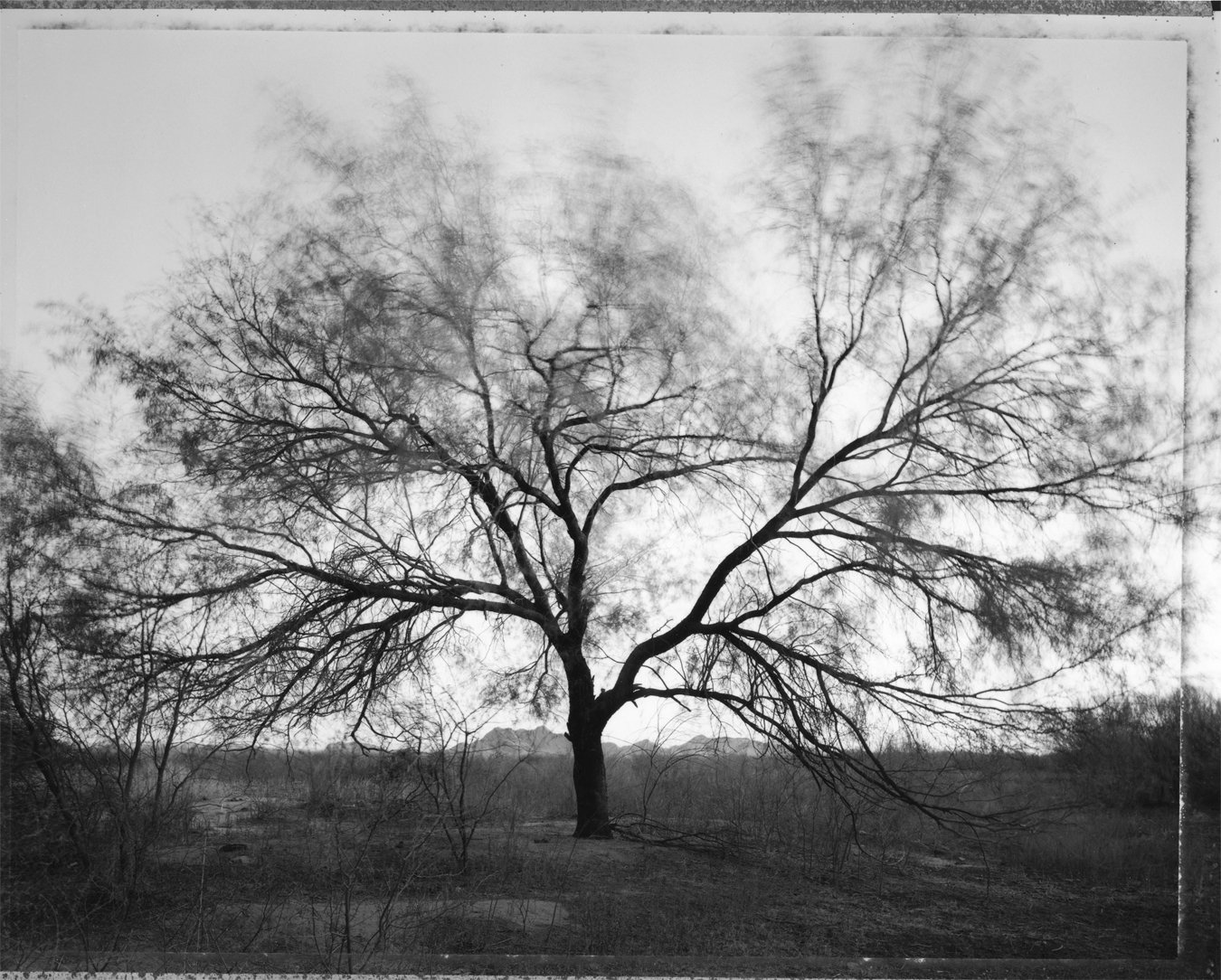  Tree Blowing in Breeze 